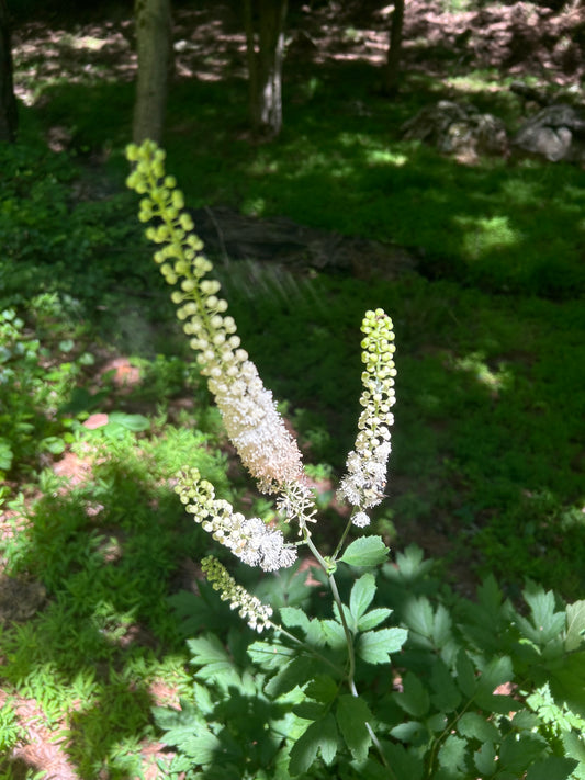 The Downside of Wildcrafting: Lessons from Black Cohosh