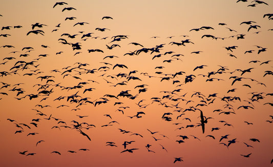 Climate Grief and Embodying Authentic Hope