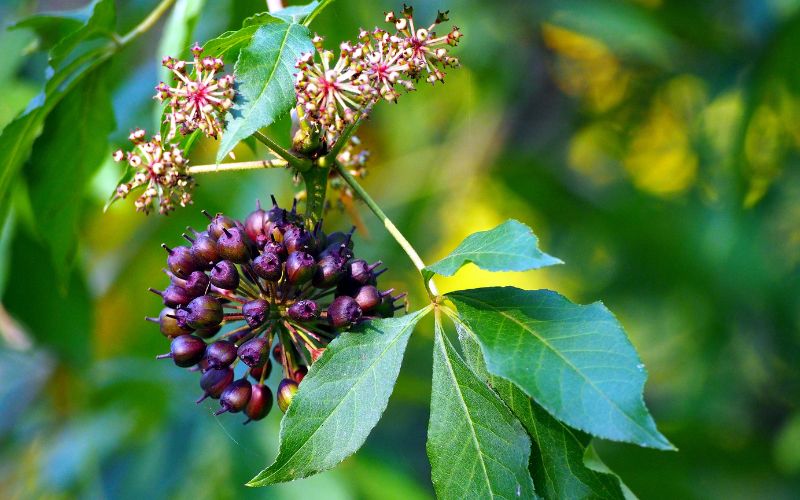 LUMIN Herbal Coffee Alternative