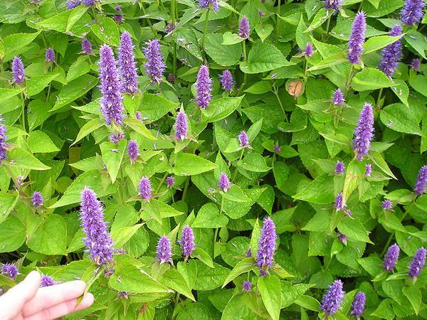 WATER Herbal Tea Blend