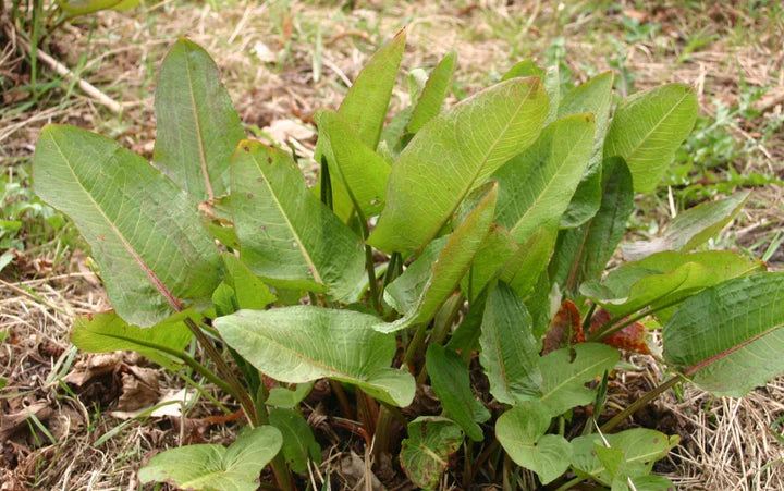 Red Moon Herbs Deep Roots Herbal Extract (Burdock, Yellow Dock, & Dandelion)
