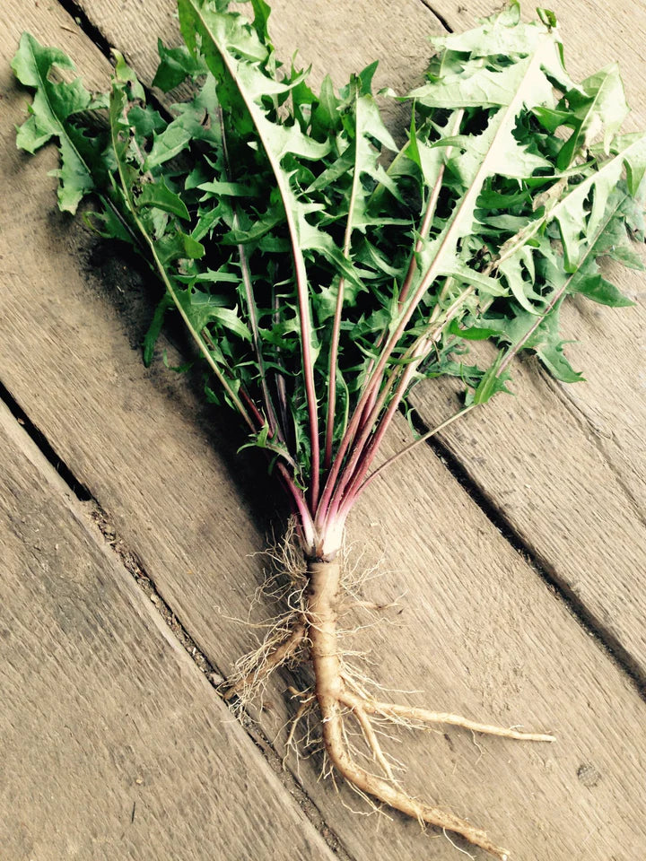 Red Moon Herbs Deep Roots Herbal Extract (Burdock, Yellow Dock, & Dandelion)