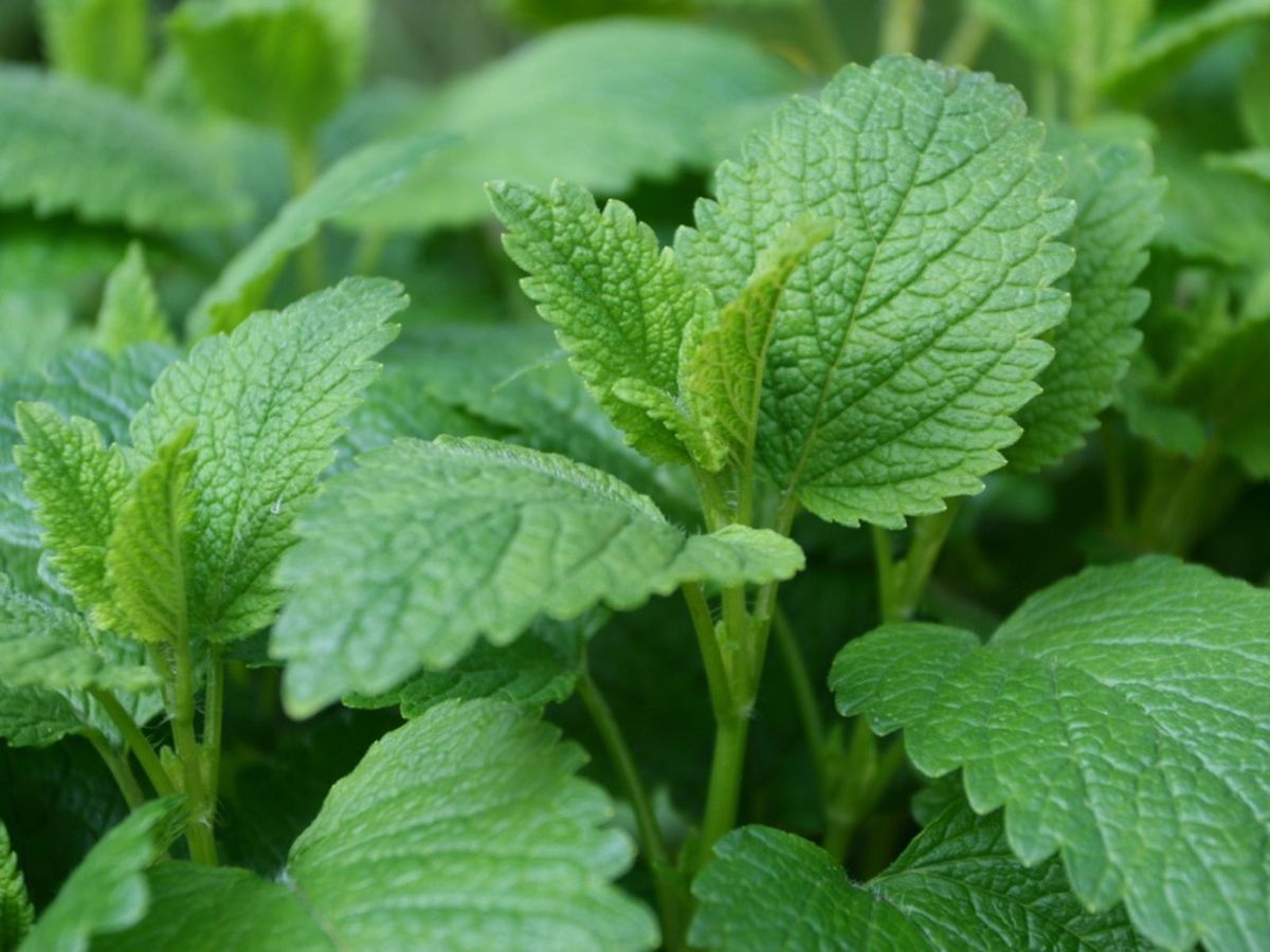 WATER Herbal Tea Blend
