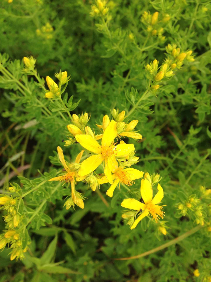 Red Moon Herbs Nerve & Muscle Blend