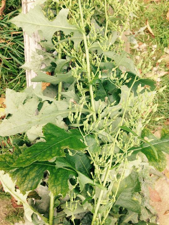 Red Moon Herbs Re-Leaf Extract (California Poppy, Cramp Bark, Pedicularis, Wild Lettuce)