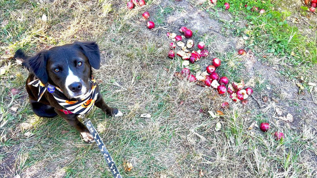 Herbalism For Pets