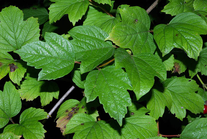 Red Moon Herbs Re-Leaf Extract (California Poppy, Cramp Bark, Pedicularis, Wild Lettuce)
