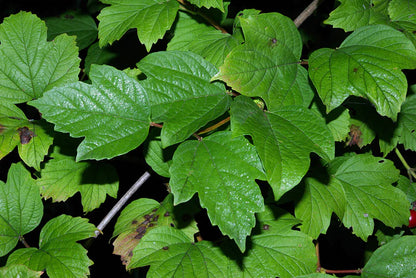 Red Moon Herbs Re-Leaf Extract (California Poppy, Cramp Bark, Pedicularis, Wild Lettuce)